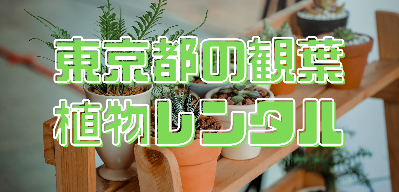 東京都の観葉植物レンタル業者と料金比較一覧 観葉植物レンタル 業種一覧 全国版 グリタル