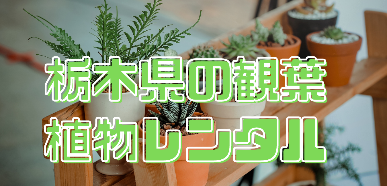 栃木県観葉植物レンタル