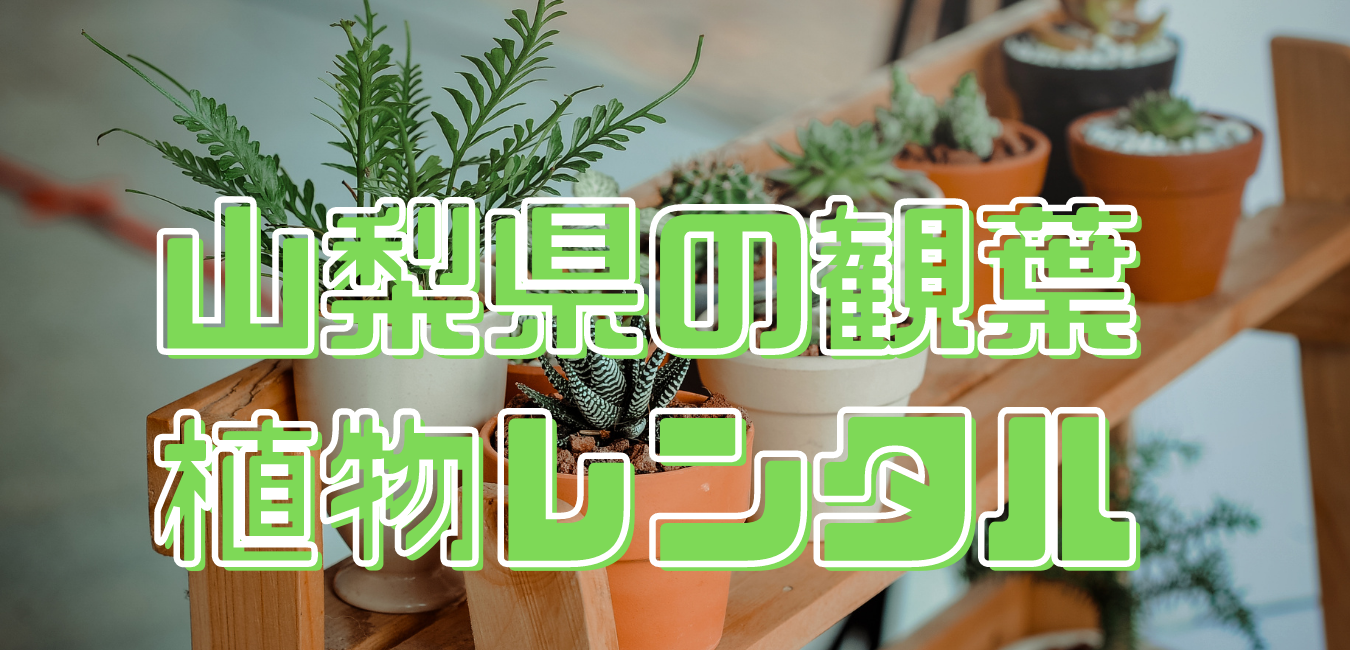 山梨県観葉植物レンタル (1)