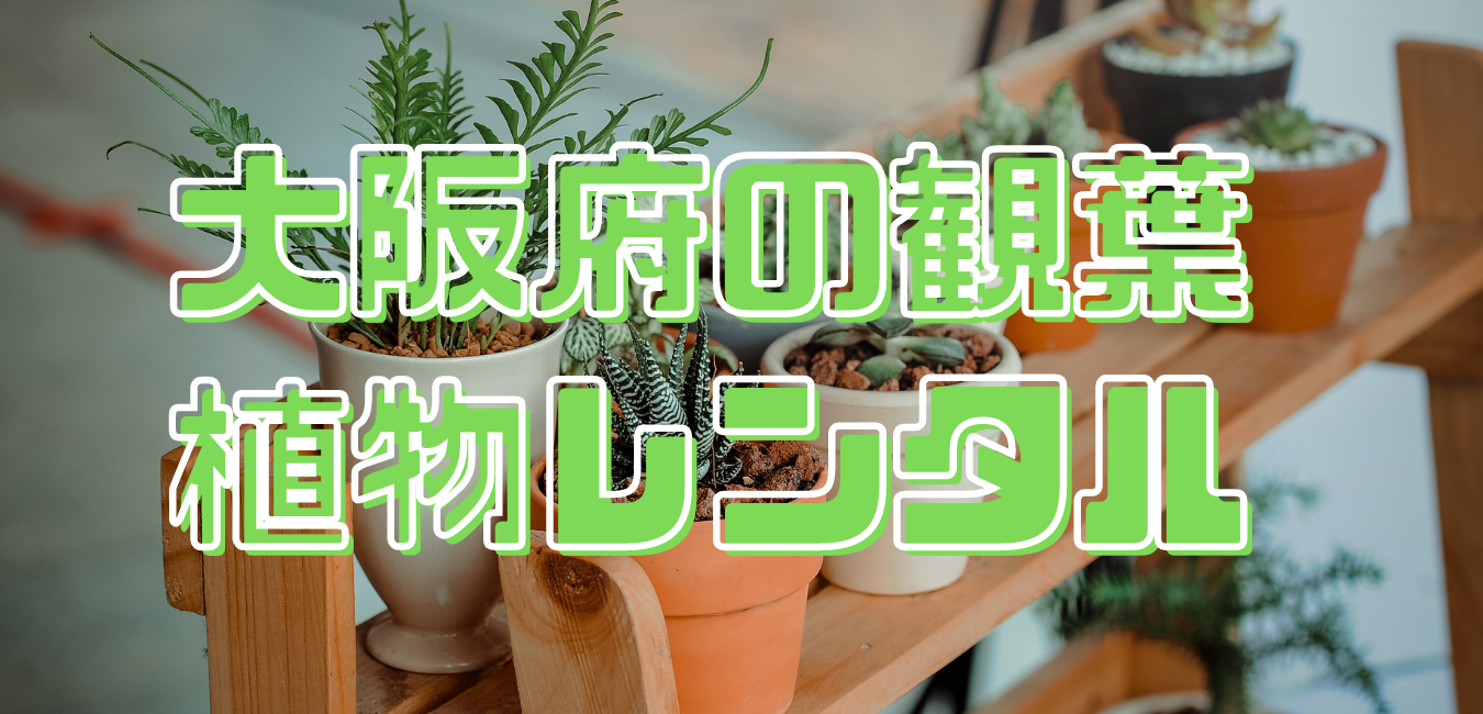 大阪府の観葉植物レンタル