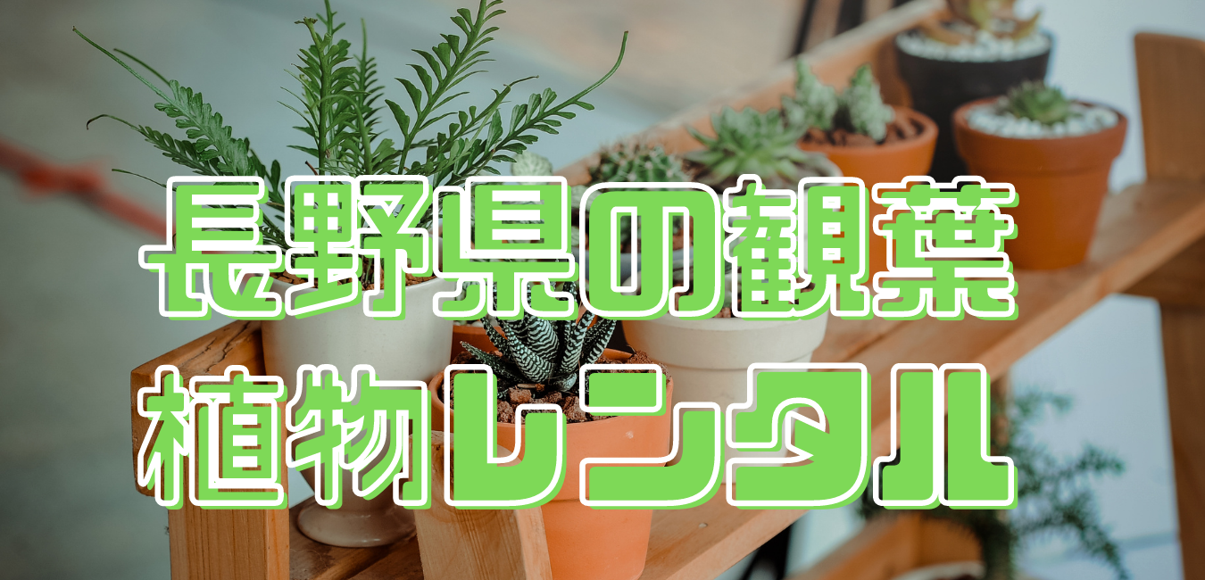 長野県観葉植物レンタル (1)