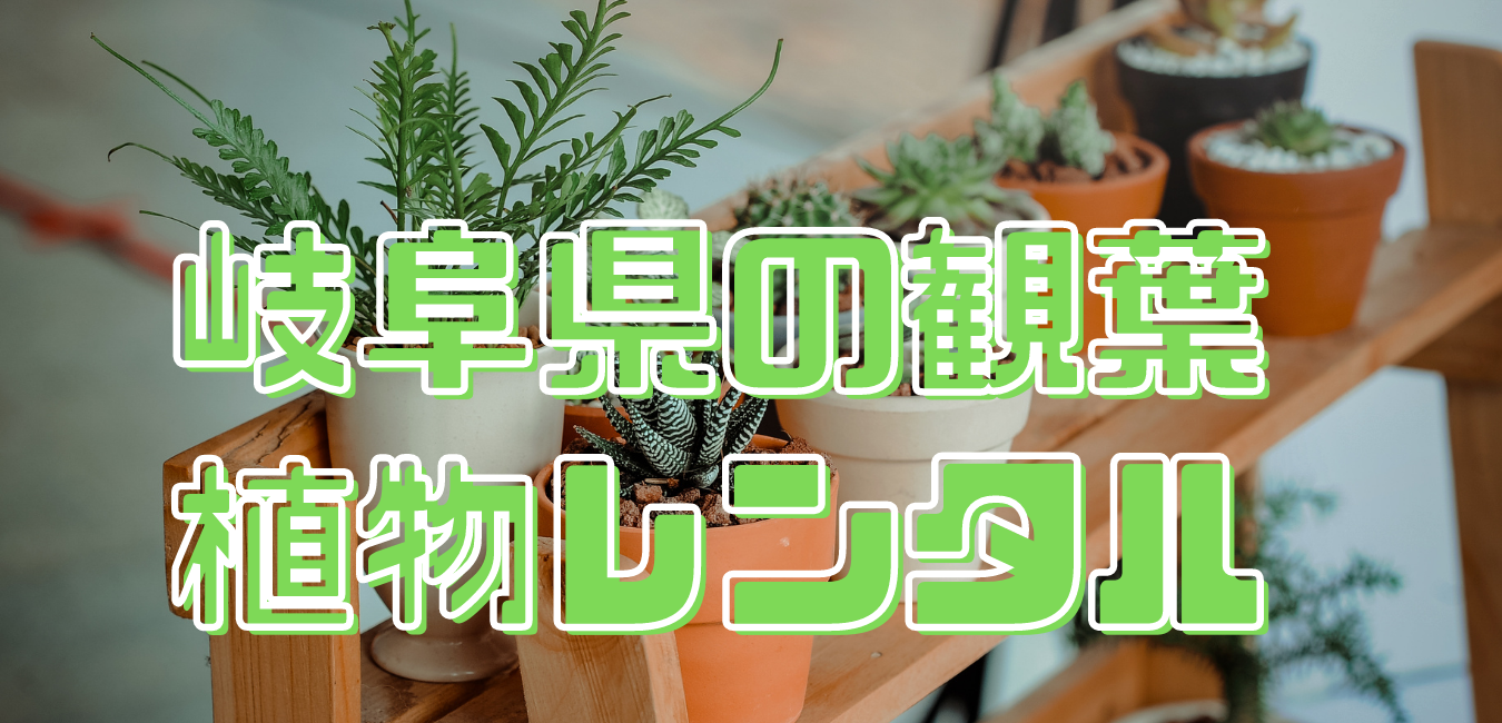 岐阜県観葉植物レンタル