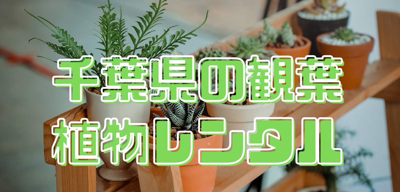 千葉県観葉植物レンタル