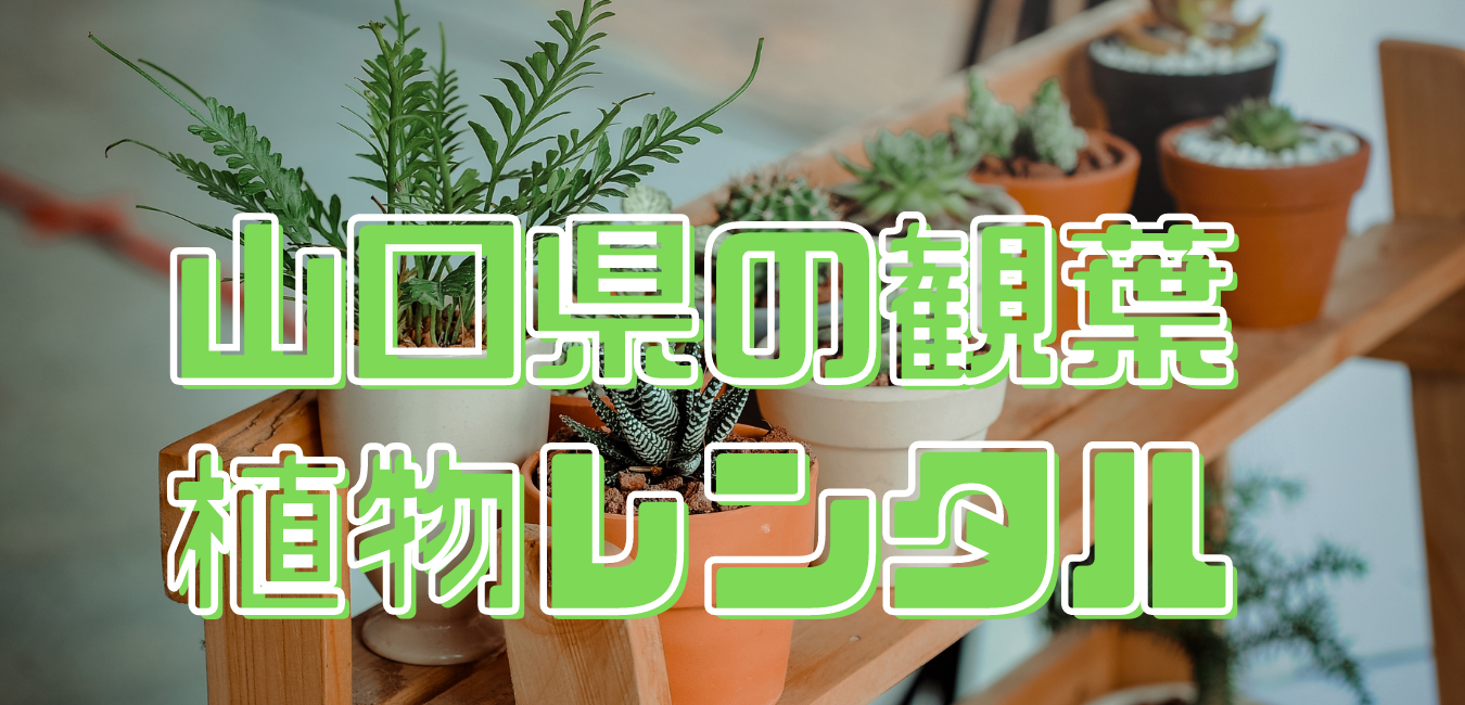 山口県観葉植物レンタル