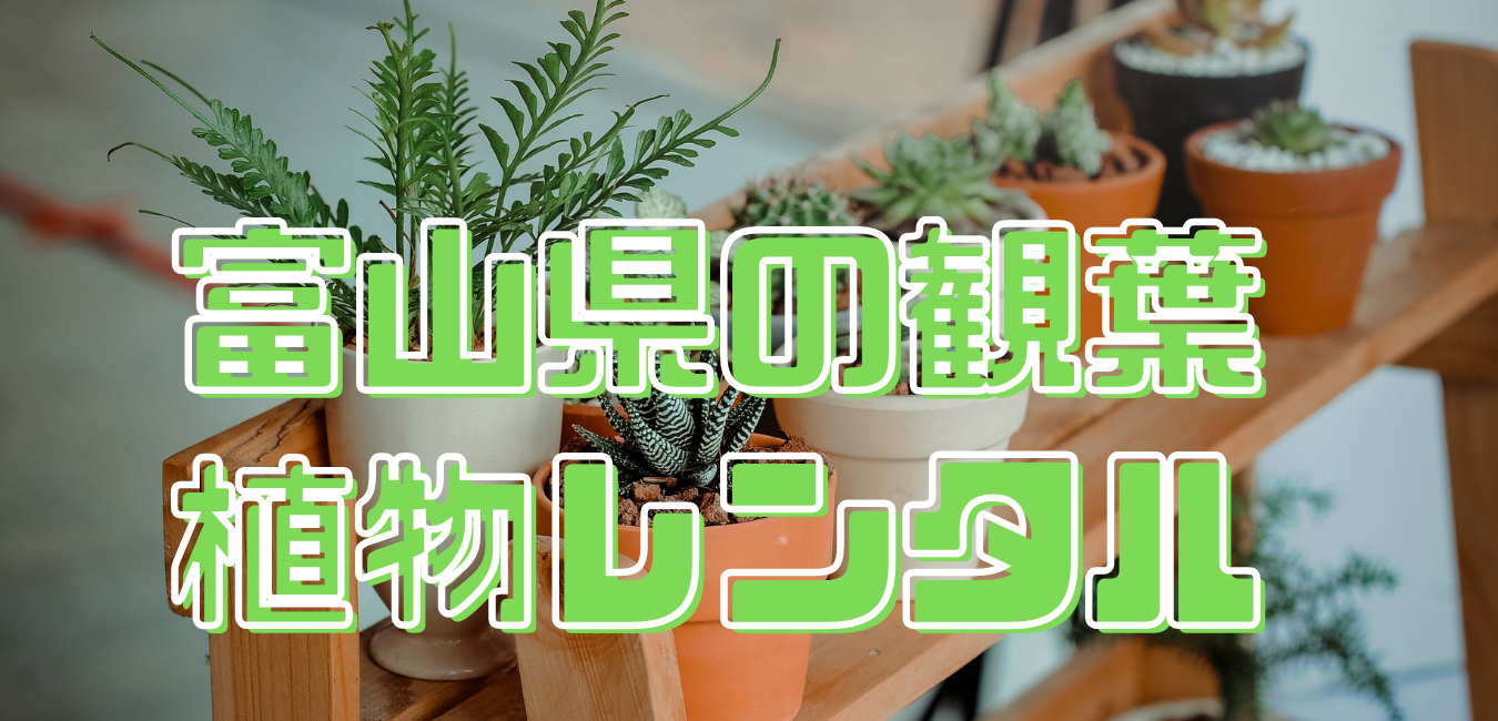 富山県観葉植物レンタル