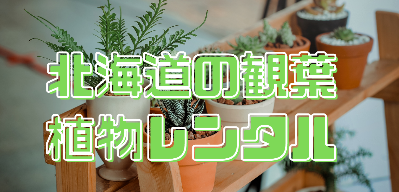 北海道の観葉植物レンタル