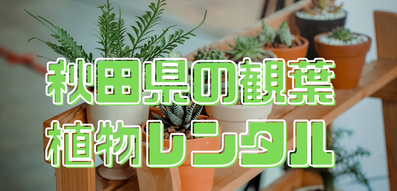 秋田県観葉植物レンタル