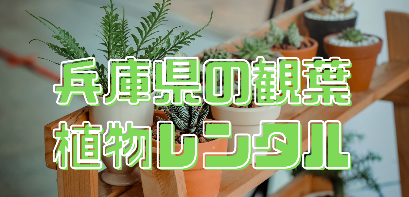 兵庫県観葉植物レンタル