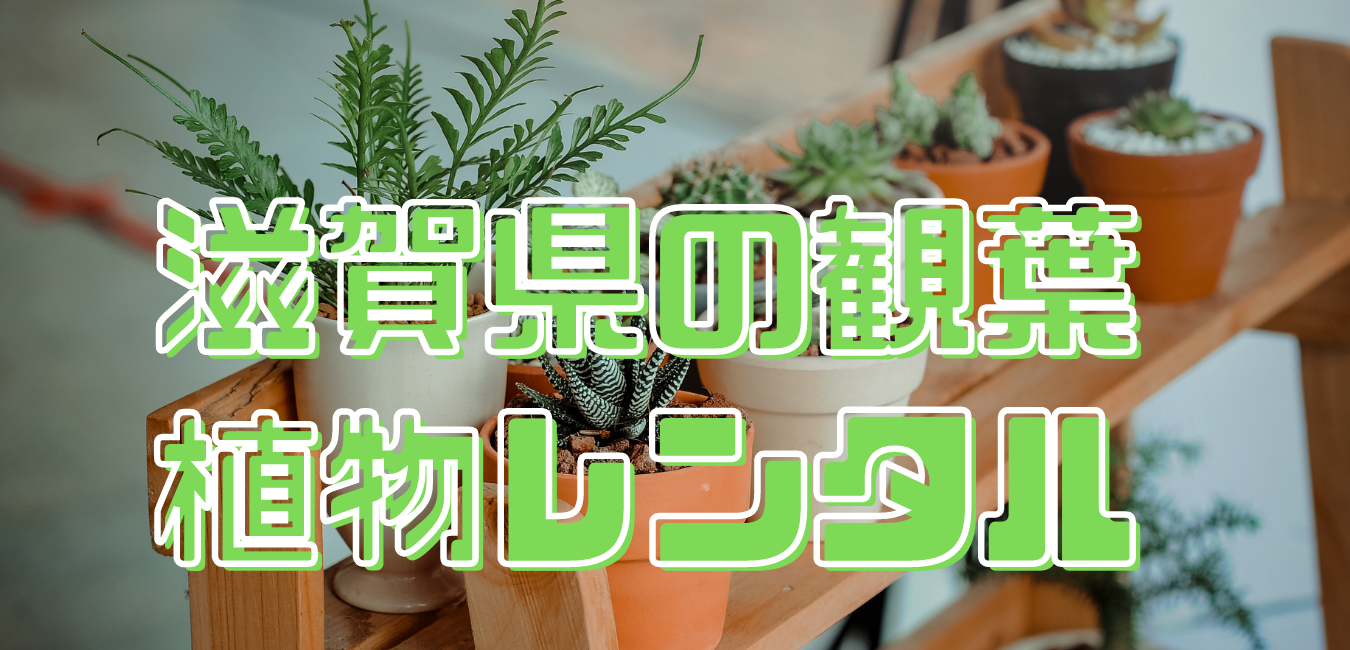 滋賀県観葉植物レンタル